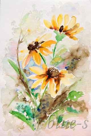 Żółte kwiaty — Viola Sado