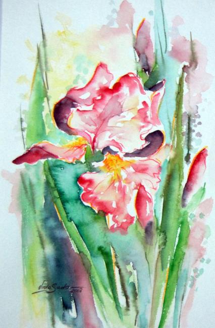 Czerwony irys &mdash; Viola Sado