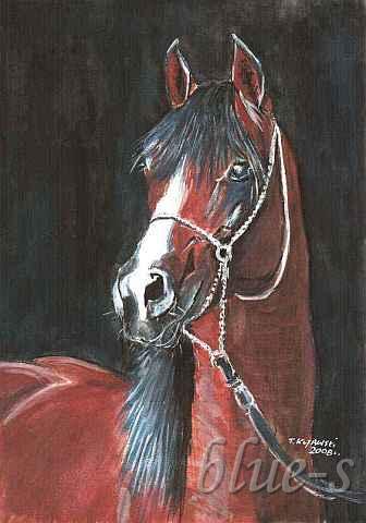Koń &mdash; T. Kujawski