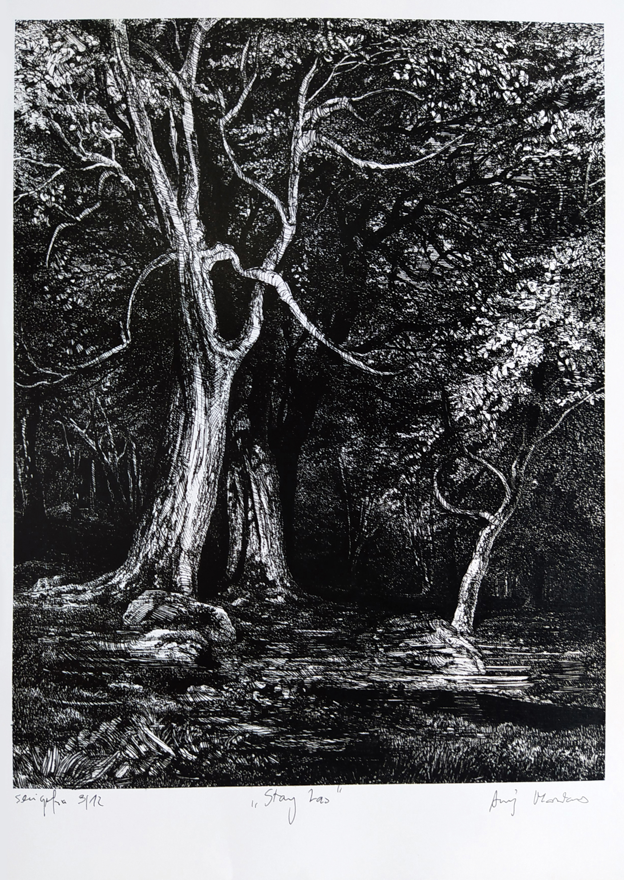 Stary las &mdash; Andrzej Masianis