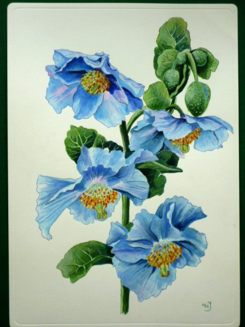 Mekonopsy &mdash; Artysta nieznany