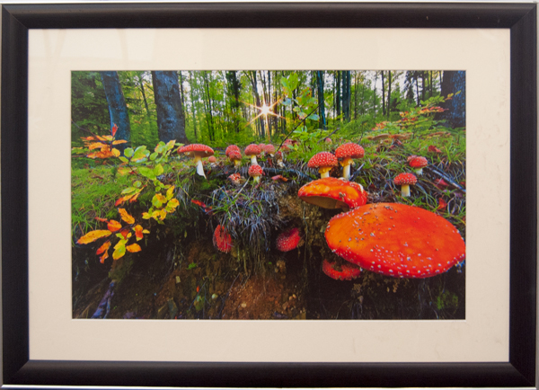 Muchomory &mdash; Artysta nieznany