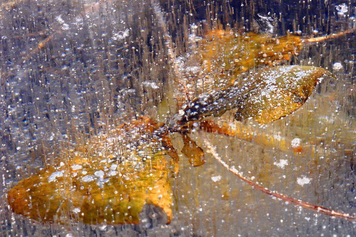 Na uwięzi &mdash; Bożena Komorowska